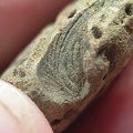 SRL179 Trepostome Bryozoa, Orthid Brachiopods and Crinoid Bits