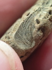 SRL179 Trepostome Bryozoa, Orthid Brachiopods and Crinoid Bits
