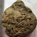 SRL179 Trepostome Bryozoa, Orthid Brachiopods and Crinoid Bits