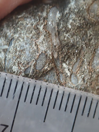 LE76 Crinoid, Bryozoa, Brachiopod