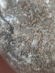 LE76 Crinoid, Bryozoa, Brachiopod