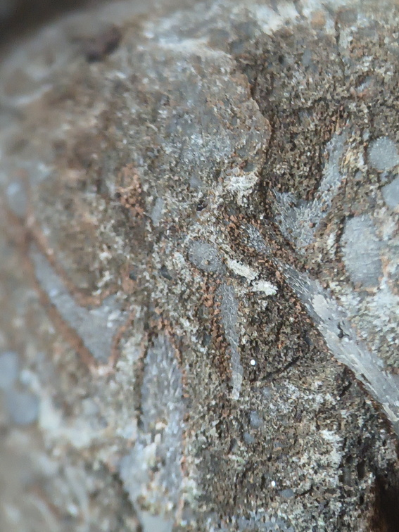 LE76 Crinoid, Bryozoa, Brachiopod