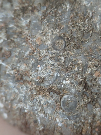 LE76 Crinoid, Bryozoa, Brachiopod