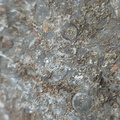 LE76 Crinoid, Bryozoa, Brachiopod