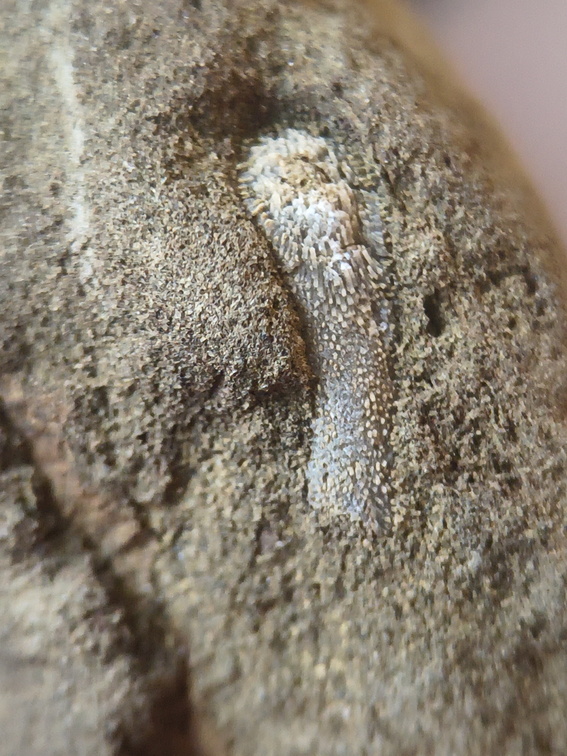 RR24 Trepostome Bryozoan and Crinoid Bits