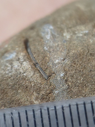 RR24 Trepostome Bryozoan and Crinoid Bits