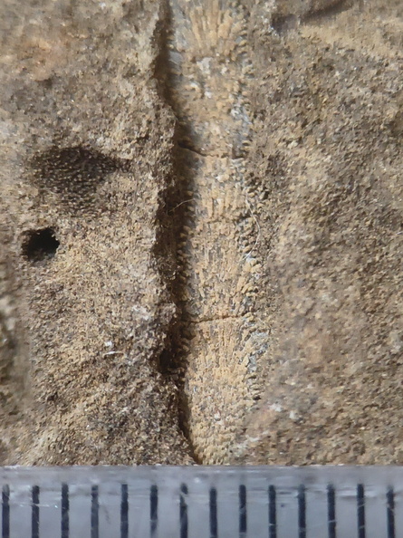 RR24 Trepostome Bryozoan and Crinoid Bits