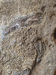 RR24 Trepostome Bryozoan and Crinoid Bits
