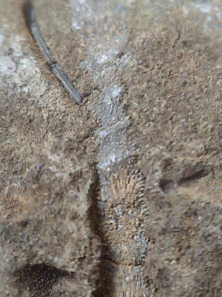 RR24 Trepostome Bryozoan and Crinoid Bits