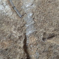RR24 Trepostome Bryozoan and Crinoid Bits