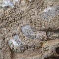 RR24 Trepostome Bryozoan and Crinoid Bits