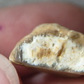 SRL29 Brachiopod Shell 