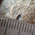 RR21 Brachiopod, bryozoan, gastropod mix