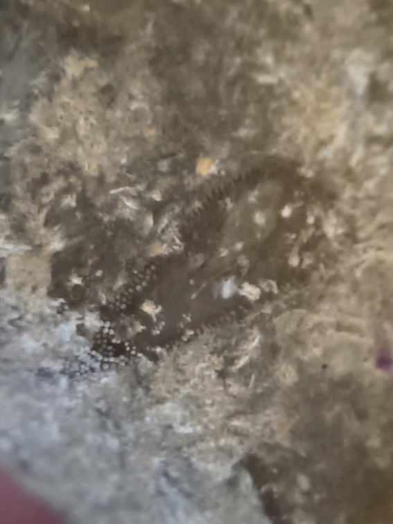 RR21 Brachiopod, bryozoan, gastropod mix