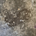 RR21 Brachiopod, bryozoan, gastropod mix
