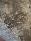 RR21 Brachiopod, bryozoan, gastropod mix