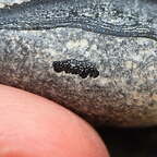 LE112 Placoderm Segments, possibly Protitanichthys or Bothriolepis r 