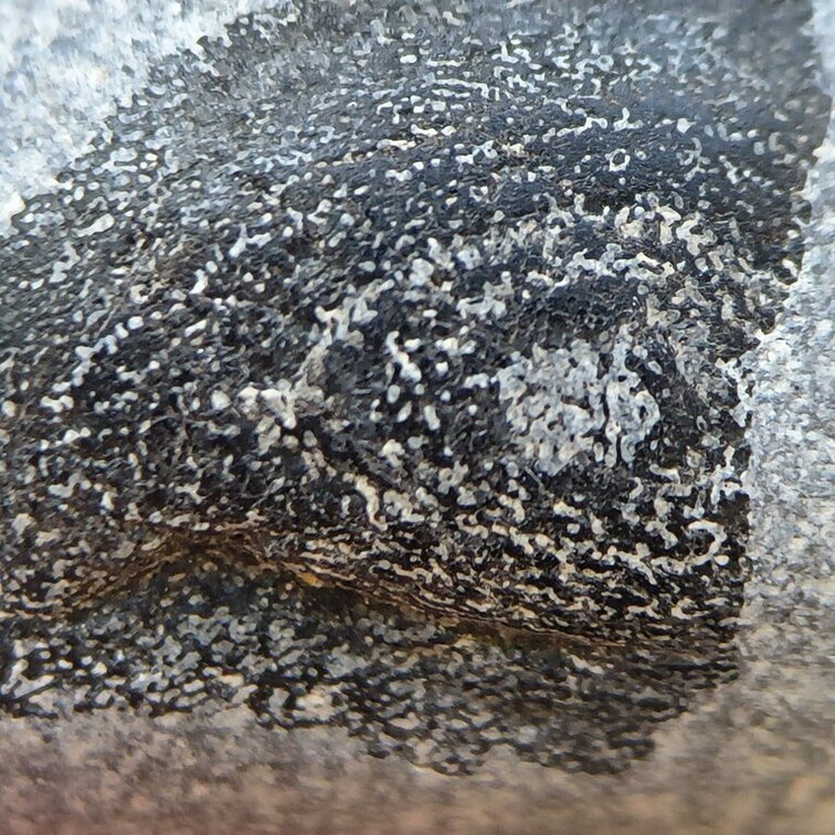 LE112 Placoderm Segments, possibly Protitanichthys or Bothriolepis r 