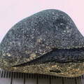 LE112 Placoderm Segments, possibly Protitanichthys or Bothriolepis r 