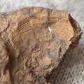 SRL43 Bryozoan and Brachiopod Impressions 