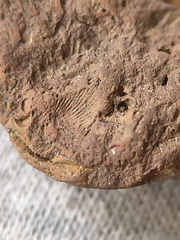 SRL43 Bryozoan and Brachiopod Impressions 