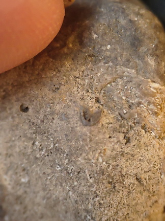SRL136 Bryozoan Mix