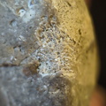 SRL136 Bryozoan Mix