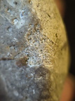 SRL136 Bryozoan Mix