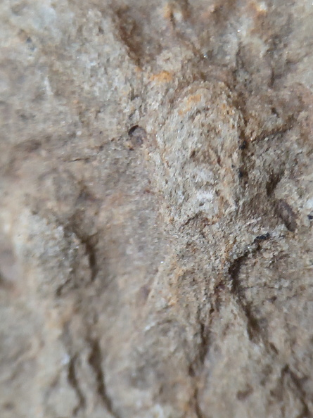 SRL162 Ichnofossils 
