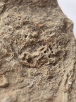 SRL162 Ichnofossils 