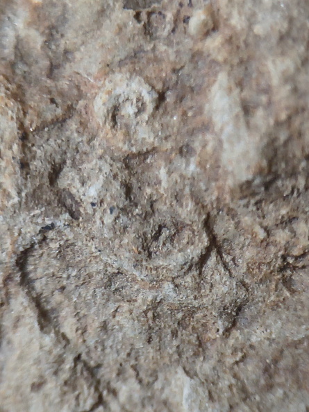 SRL162 Ichnofossils 