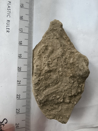 SRL162 Ichnofossils 