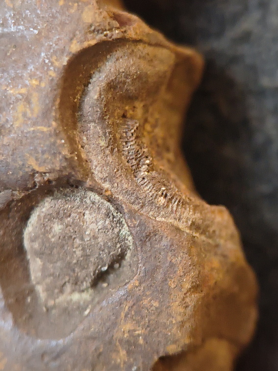 SRL211 Indeterminate Fossils