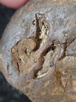 SRL211 Indeterminate Fossils
