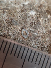 LE76 Crinoid, Bryozoa, Brachiopod
