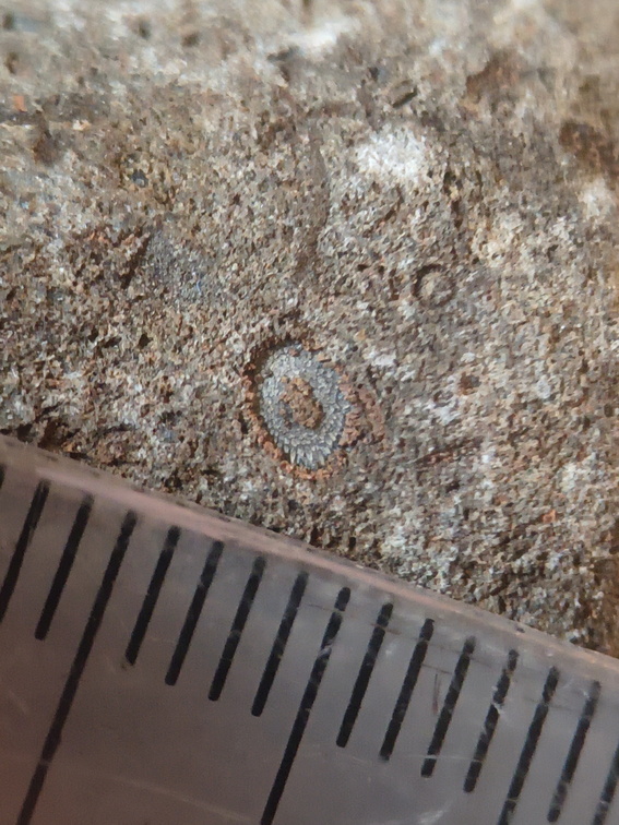 LE76 Crinoid, Bryozoa, Brachiopod