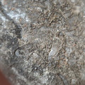 LE76 Crinoid, Bryozoa, Brachiopod