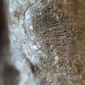 LE76 Crinoid, Bryozoa, Brachiopod