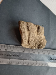 SRL72 Ichnofossil