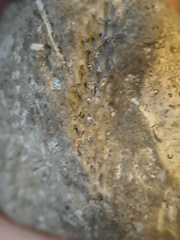 SRL136 Bryozoan Mix