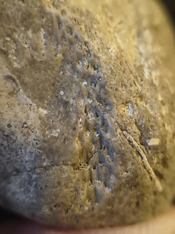 SRL136 Bryozoan Mix