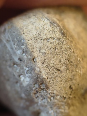 SRL136 Bryozoan Mix
