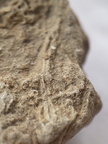 SRL162 Ichnofossils 