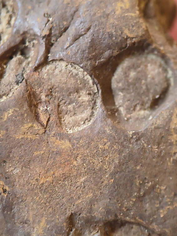 SRL211 Indeterminate Fossils