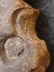 SRL211 Indeterminate Fossils