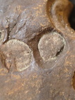 SRL211 Indeterminate Fossils